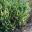 Eremophila glabra sp verrucosa - Cranbourne Botanic Gardens